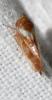 Oncopsis sp.